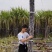 黑皮甘蔗基地直发，批发零售，保证质量，免费提供回头车
