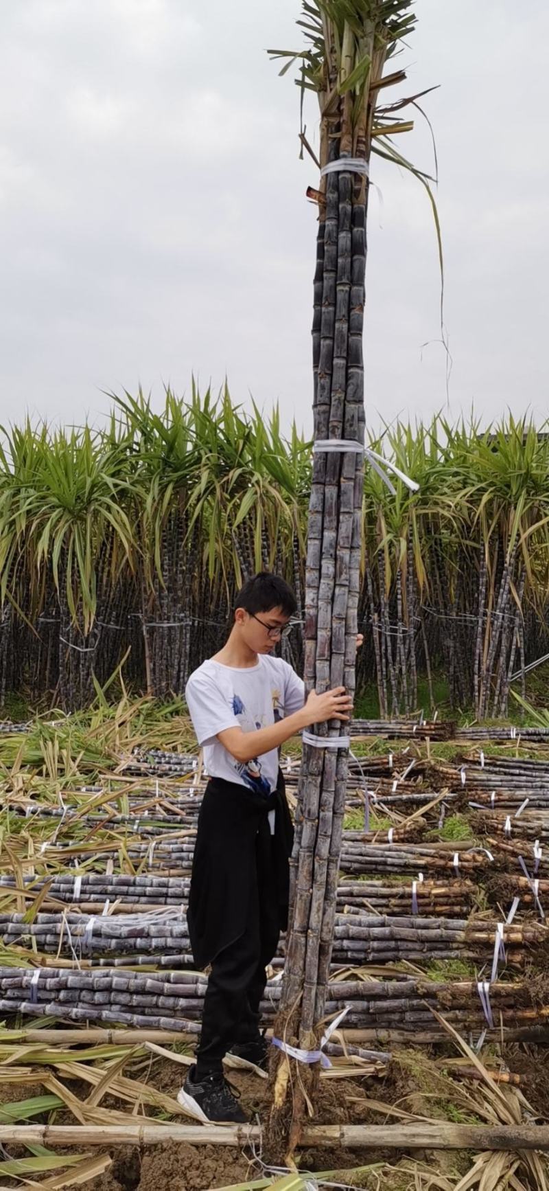 黑皮甘蔗基地直发，批发零售，保证质量，免费提供回头车