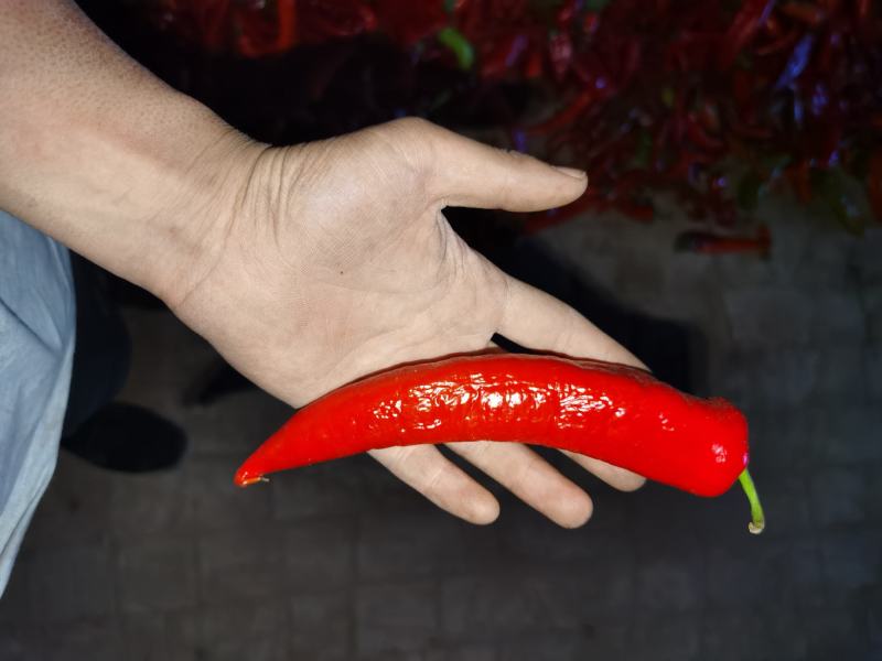 烘干、打浆用青椒牛角椒，软次货，非市场货。