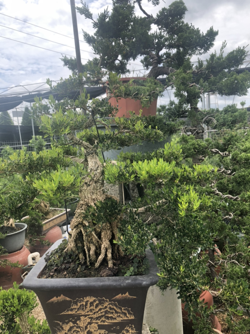 雀舌黄杨盆景高提根精品盆景