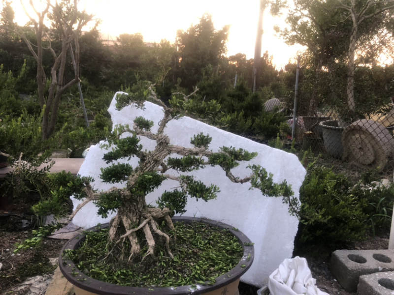 雀舌黄杨盆景高提根精品盆景