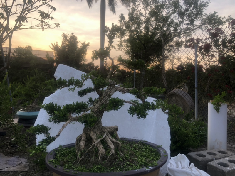 雀舌黄杨盆景高提根精品盆景
