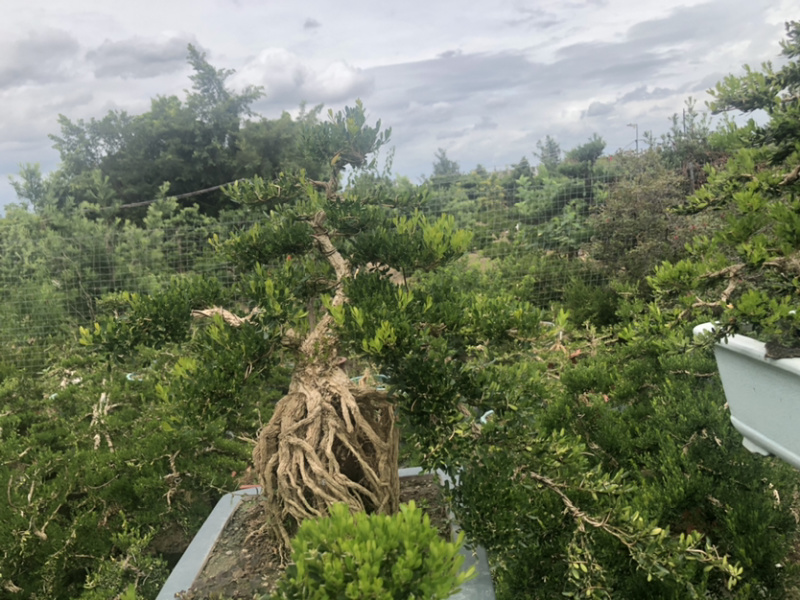 雀舌黄杨盆景高提根精品盆景
