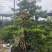 雀舌黄杨盆景高提根精品盆景