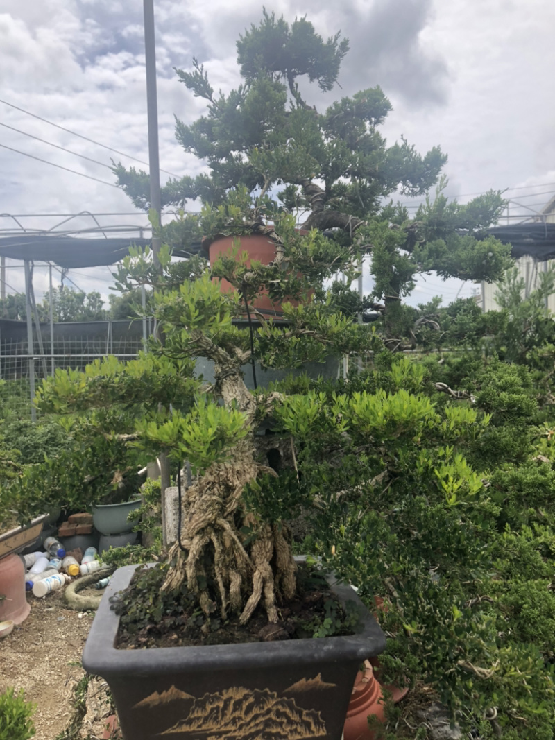 雀舌黄杨盆景高提根精品盆景