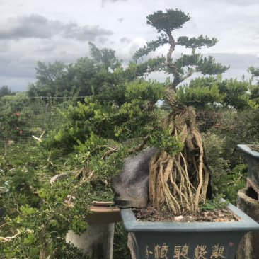 雀舌黄杨盆景高提根精品盆景