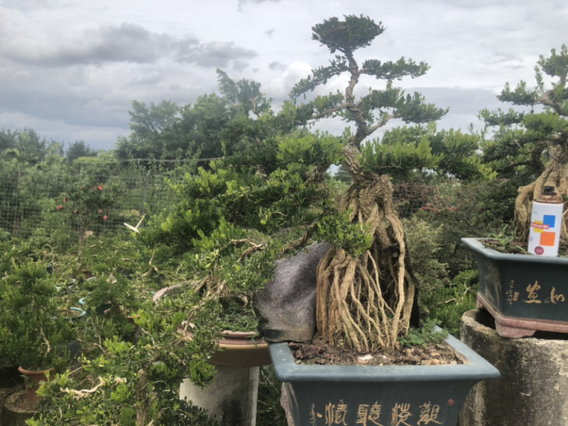 雀舌黄杨盆景高提根精品盆景