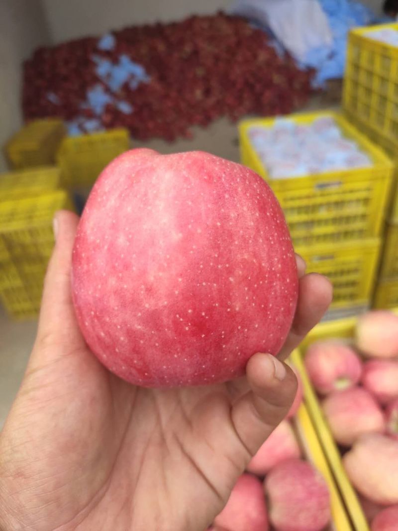 【精品花牛苹果】高山纸袋花牛苹果，大量有货