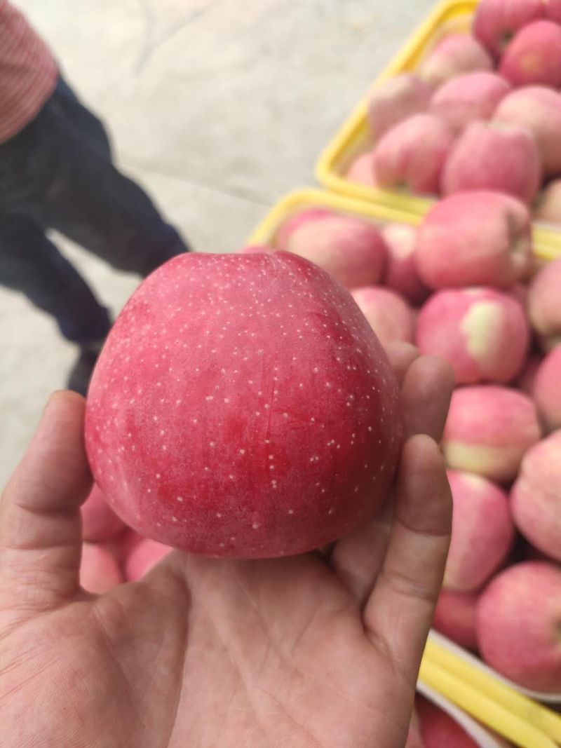 【精品花牛苹果】高山纸袋花牛苹果，大量有货