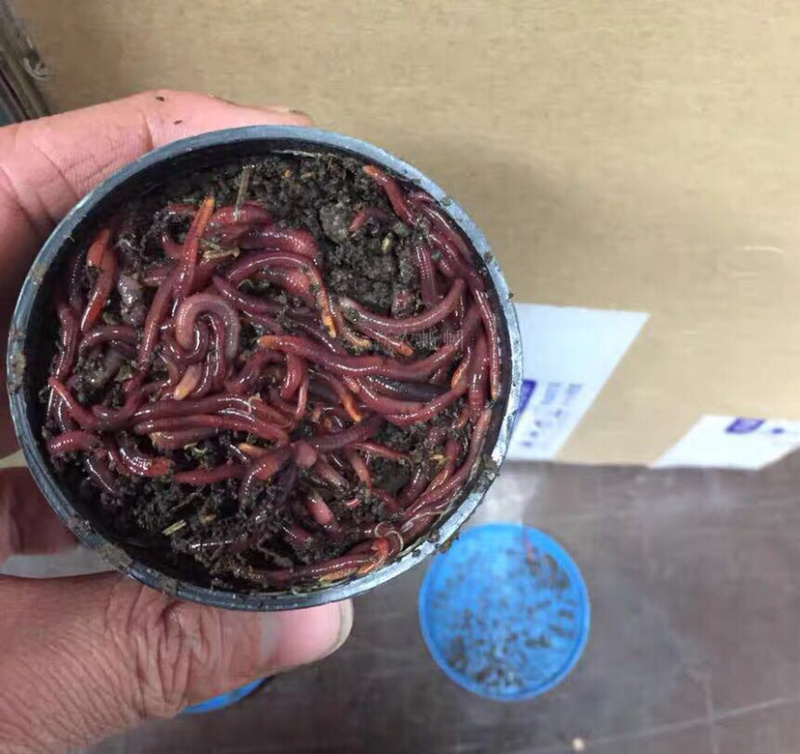 盒装纯牛粪红蚯蚓大号中号钓鱼专用鲜红蚯蚓