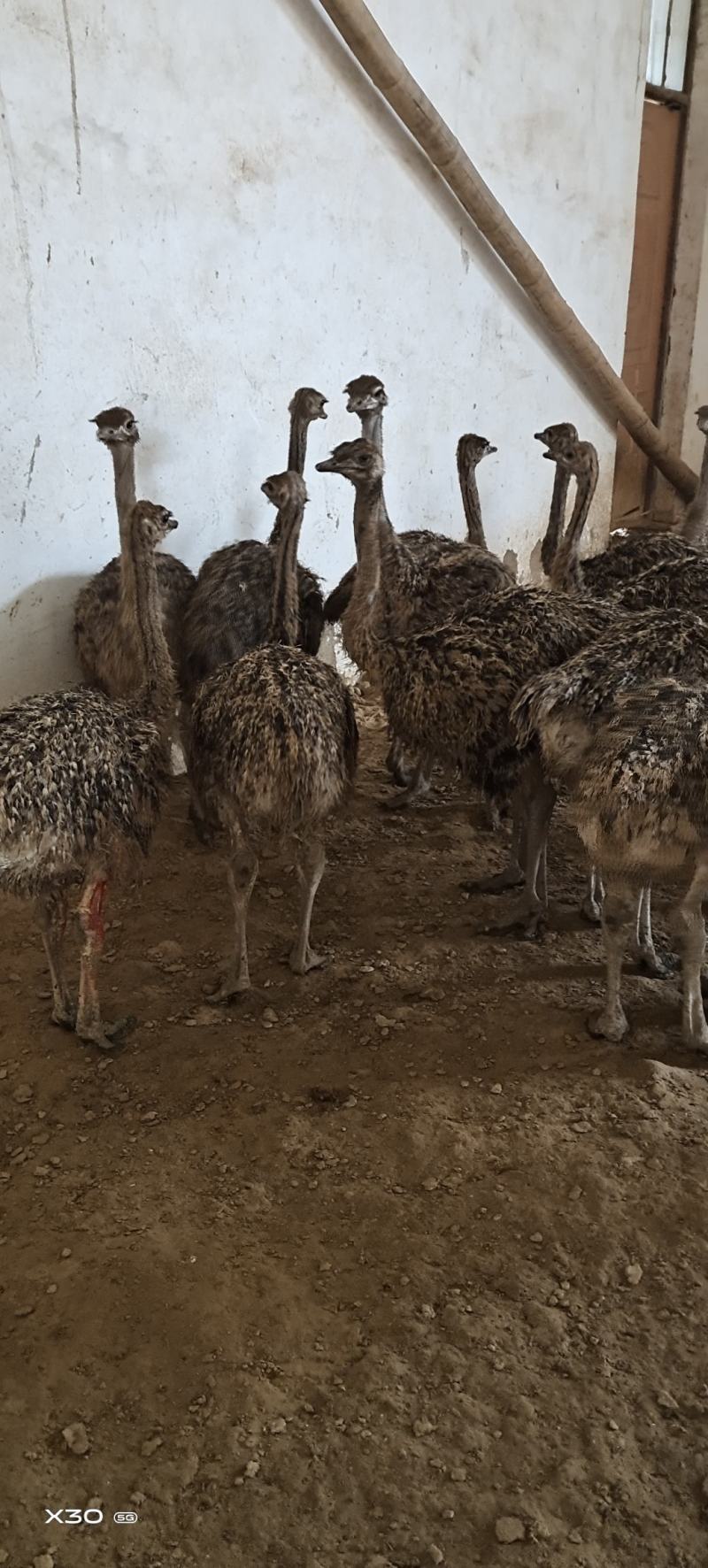 3-4个月非洲鸵鸟，30多斤，适应能力强，抵抗力强