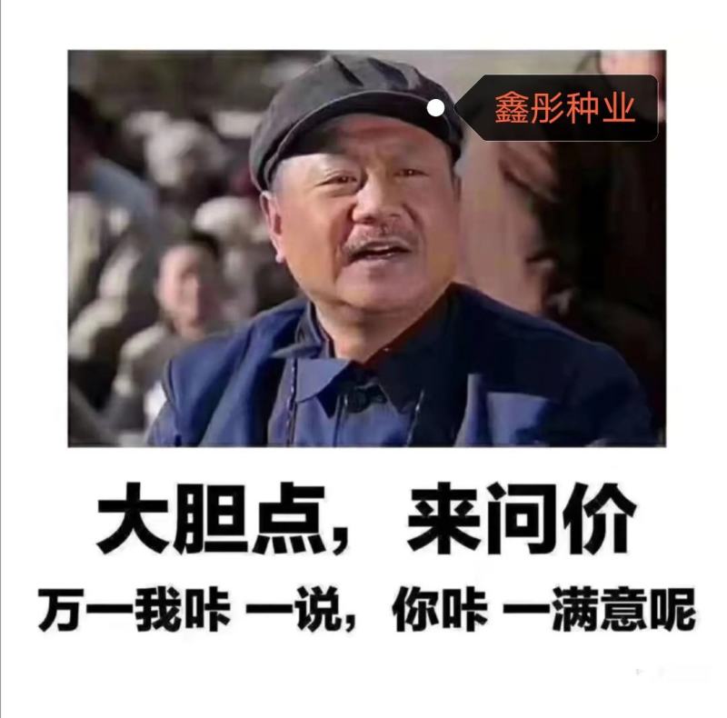 黄芪种子（铁芪）棉芪）保证发芽率！有大货您不来问问怎么知