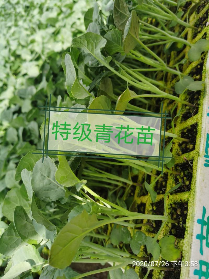 青花苗，西兰花苗，基地直供，抗病强，产量高，量大从优