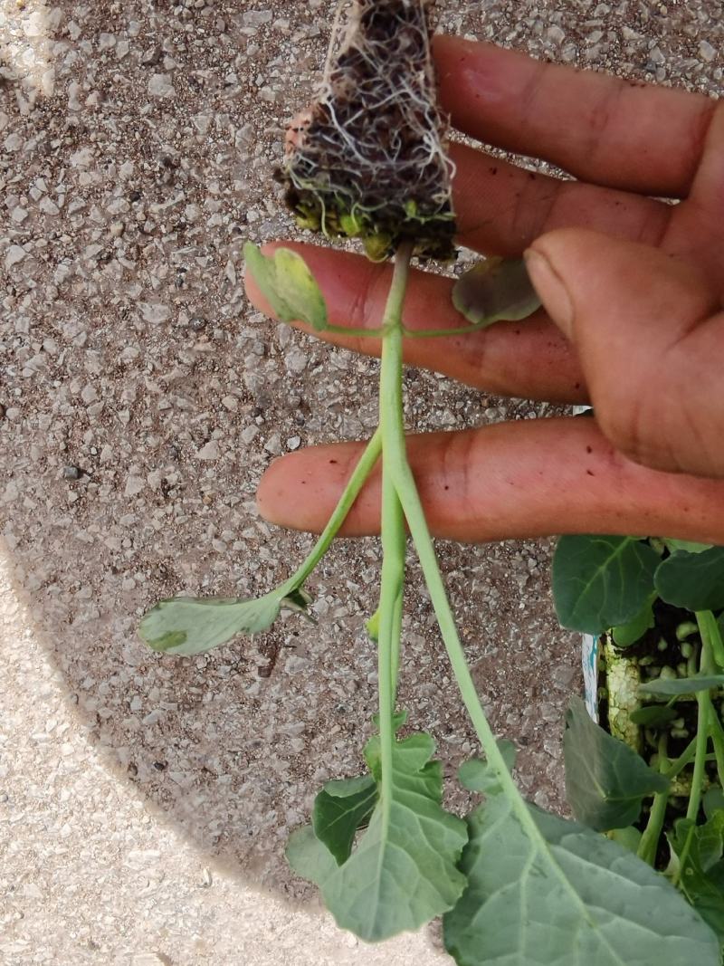 青花苗，西兰花苗，基地直供，抗病强，产量高，量大从优