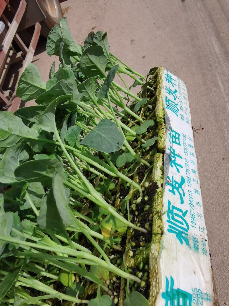 青花苗，西兰花苗，基地直供，抗病强，产量高，量大从优