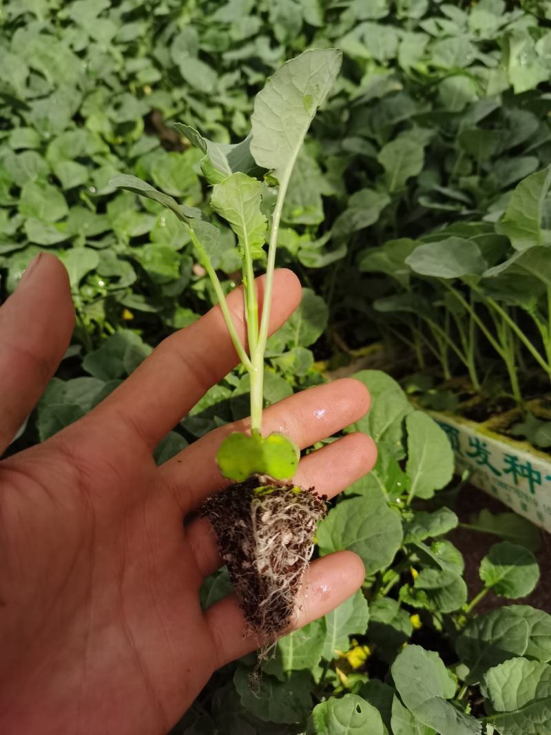 青花苗，西兰花苗，基地直供，抗病强，产量高，量大从优