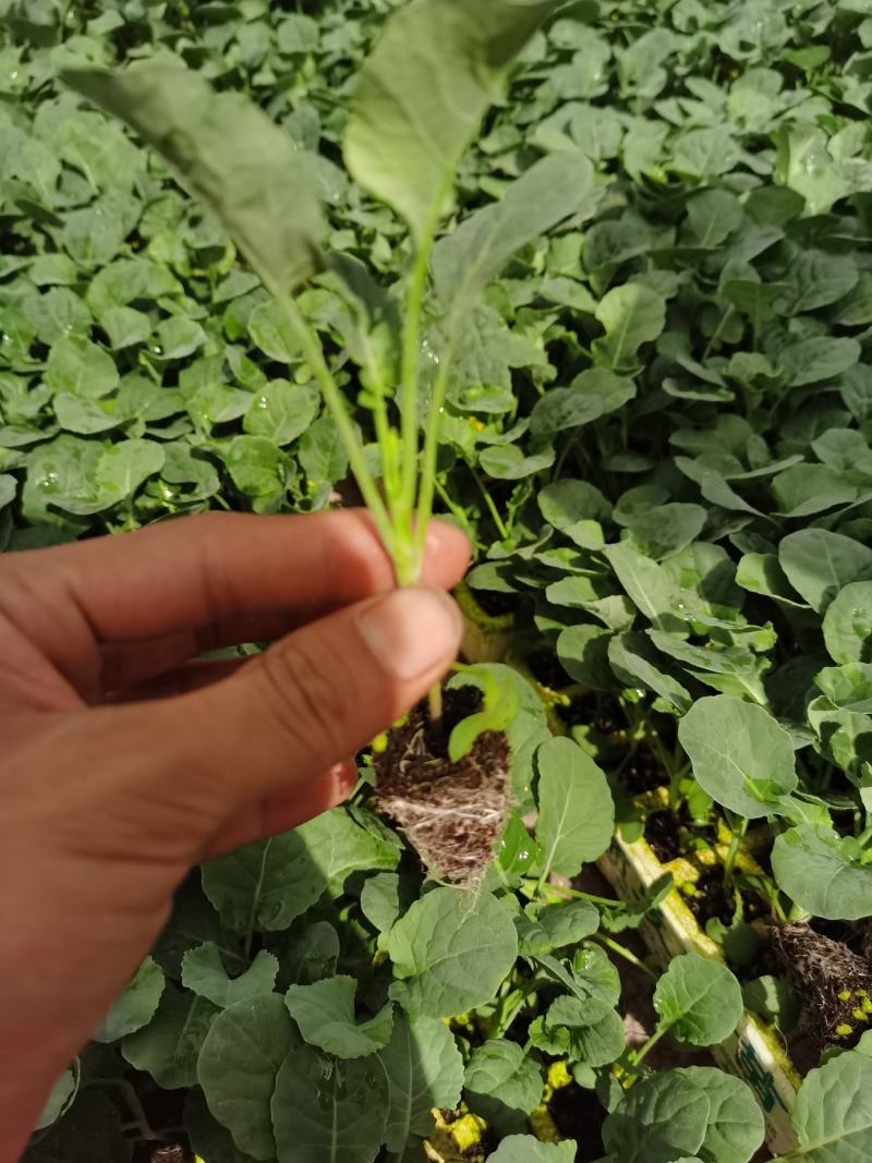 青花苗，西兰花苗，基地直供，抗病强，产量高，量大从优