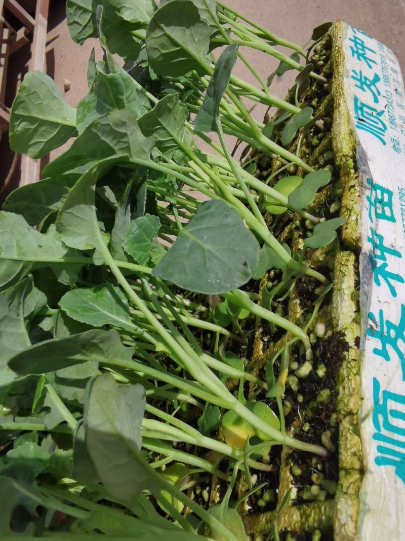 青花苗，西兰花苗，基地直供，抗病强，产量高，量大从优