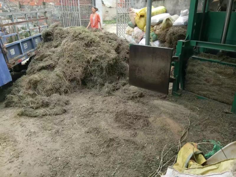江西野生地锦草大货零售批发