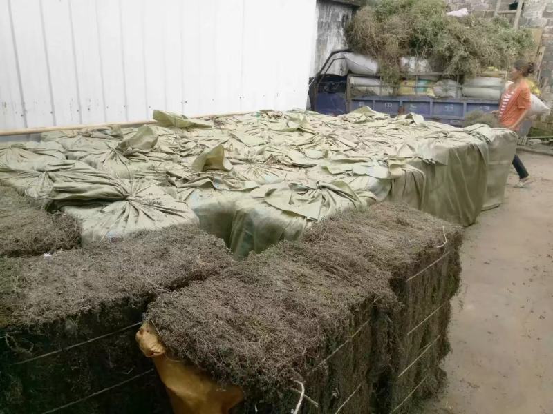 江西野生地锦草大货零售批发