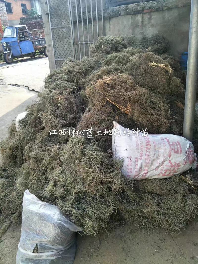 江西野生地锦草大货零售批发