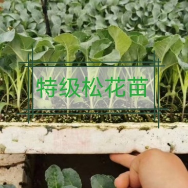 松花苗，公司直发，一手货源，耐热不遮花，抗病高产