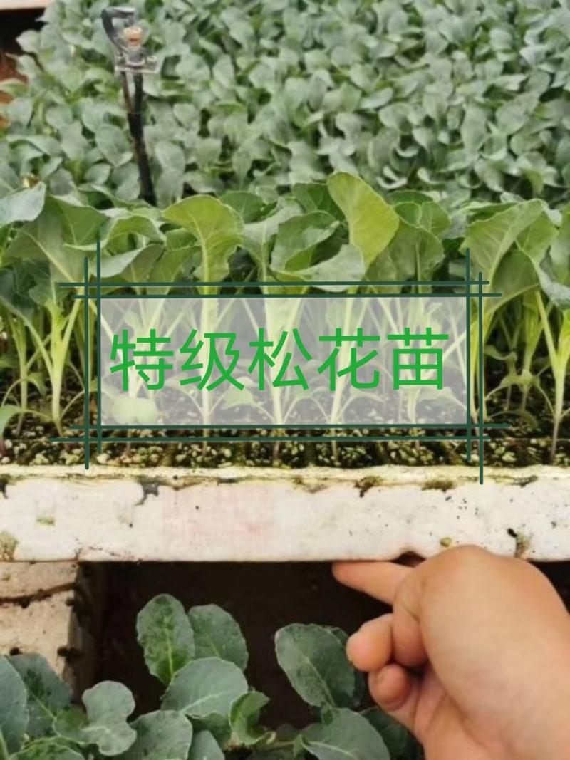 松花苗，公司直发，一手货源，耐热不遮花，抗病高产