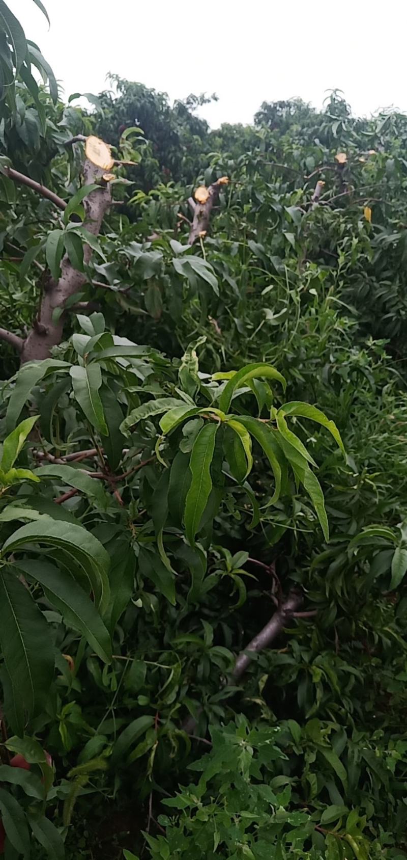 占地桃树有量20000颗