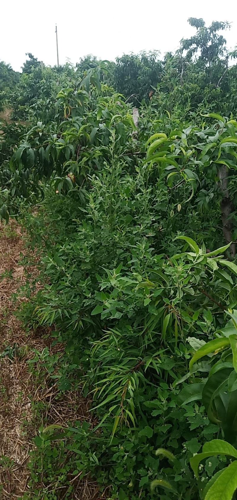 占地桃树有量20000颗