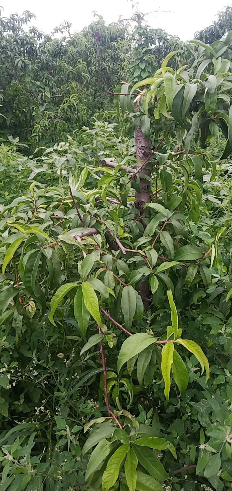 占地桃树有量20000颗