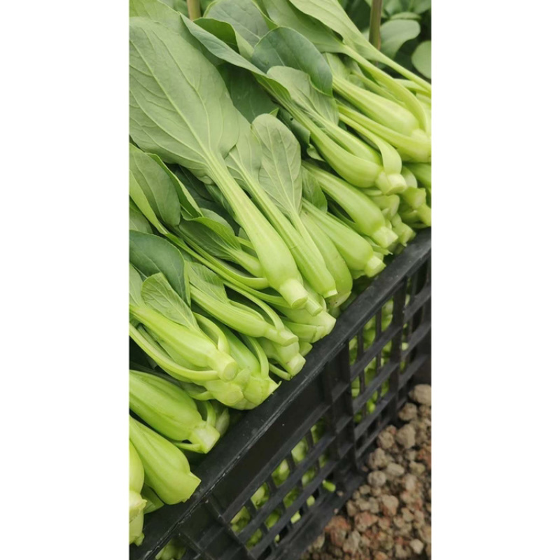 青菜青梗菜种子耐热耐湿500克包邮现货超好吃珍品九九