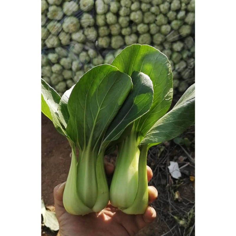 青菜青梗菜种子耐热耐湿500克包邮现货超好吃珍品九九