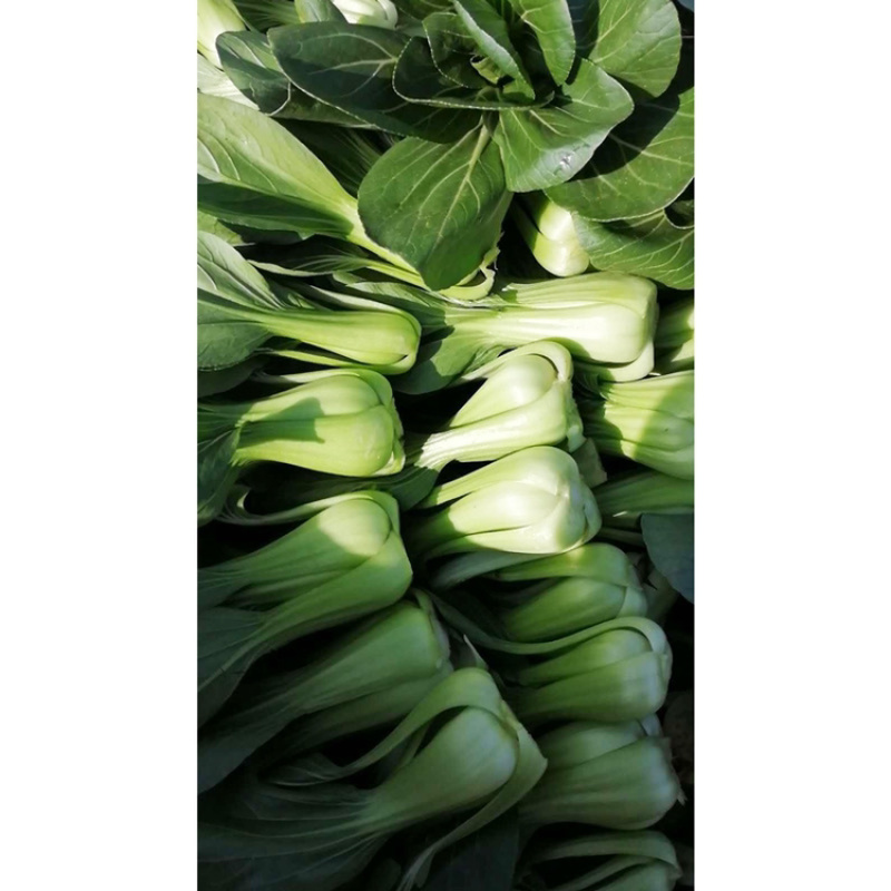青菜青梗菜种子耐热耐湿500克包邮现货超好吃珍品九九