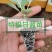 甘蓝苗，包菜苗，产量高抗病强，基地直发，量大从优