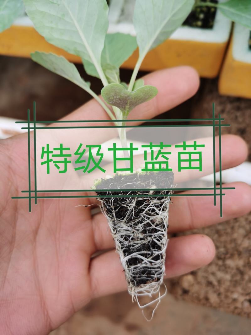 甘蓝苗，包菜苗，产量高抗病强，基地直发，量大从优