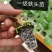 甘蓝苗，包菜苗，产量高抗病强，基地直发，量大从优