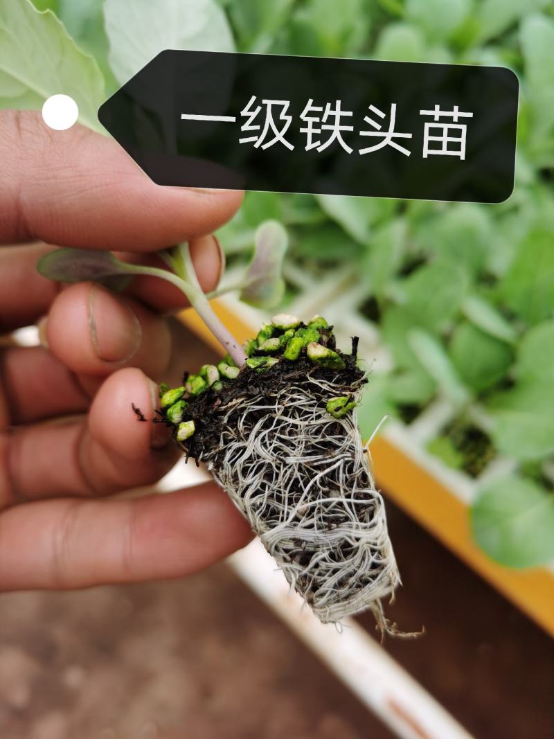 甘蓝苗，包菜苗，产量高抗病强，基地直发，量大从优
