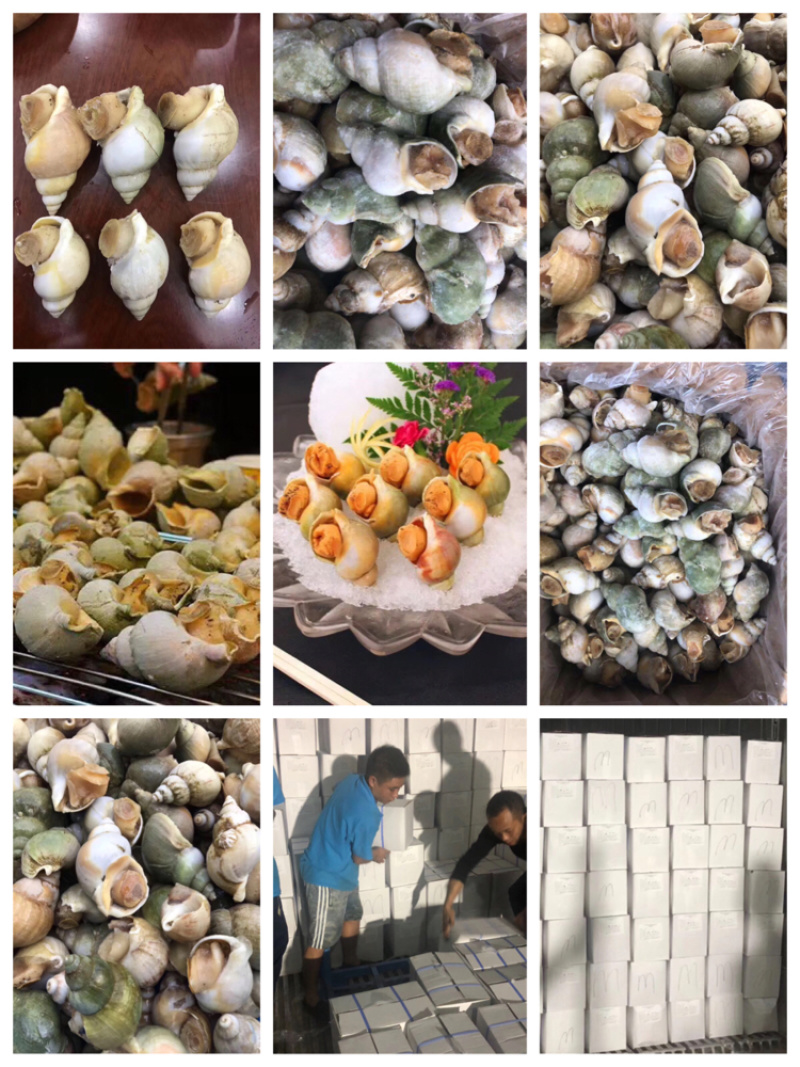 加拿大翡翠螺、酒店自助餐专用，壳薄肉多、上海一手货源批发
