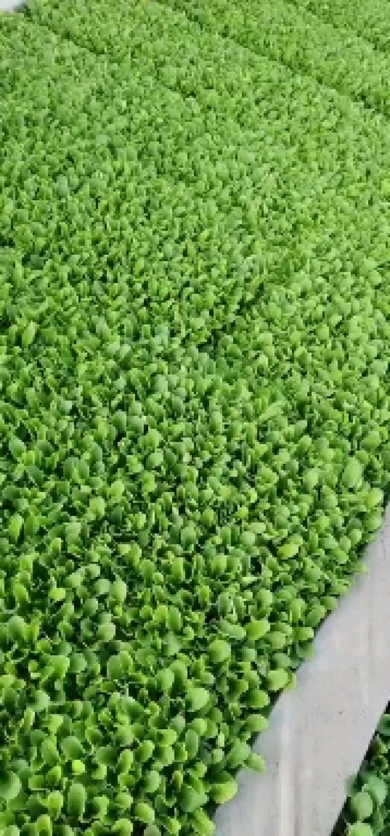 生菜苗，品种意大利，价廉物美，基地直供，