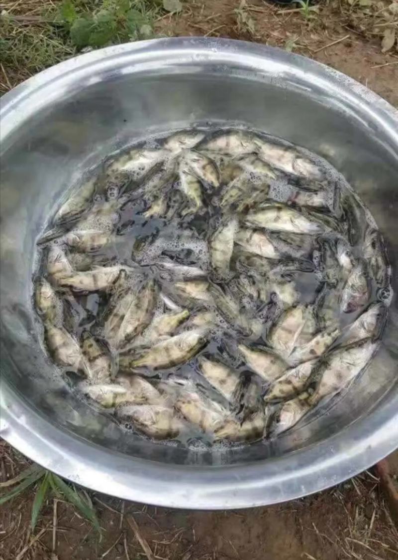桂花鱼苗，鳜鱼苗，优质良种，规格齐全，己训过料场地直供。