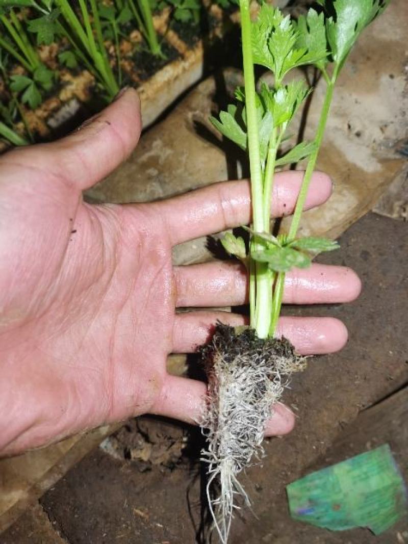 西芹苗15~20cm，基地直供，常年供应，王子西芹！