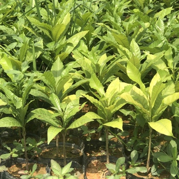 黄晶果树苗30cm高
