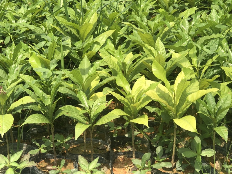 黄晶果树苗30cm高