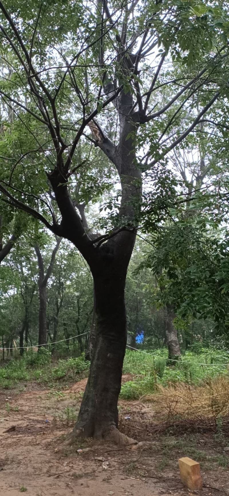 优质榉树江苏榉树红榉树园林绿化苗木园林绿植