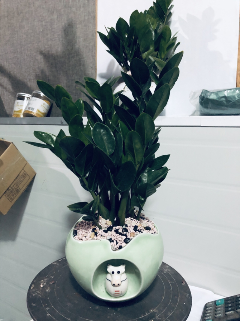 金钱树，组合，特级靓货，好好先生园艺供应