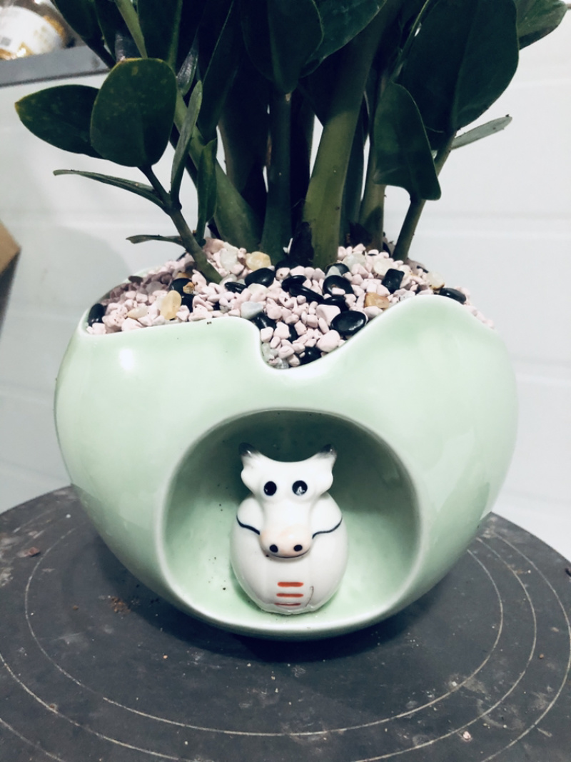金钱树，组合，特级靓货，好好先生园艺供应