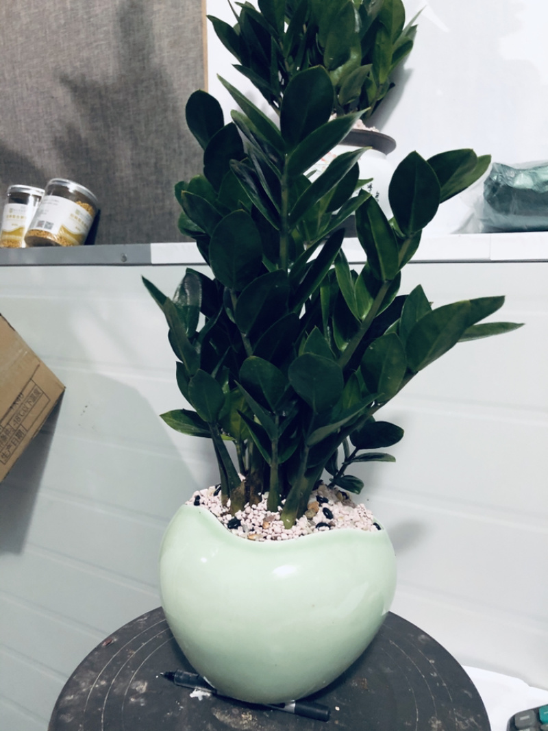 金钱树，组合，特级靓货，好好先生园艺供应