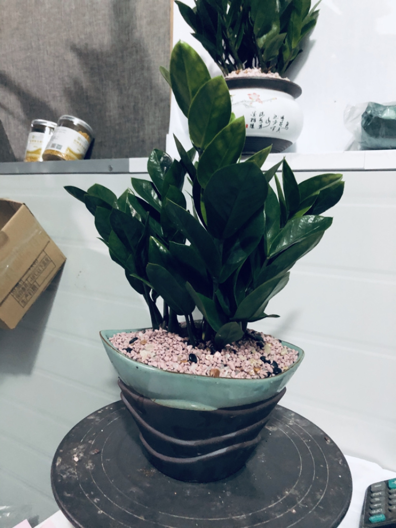 金钱树，组合，特级靓货，好好先生园艺供应