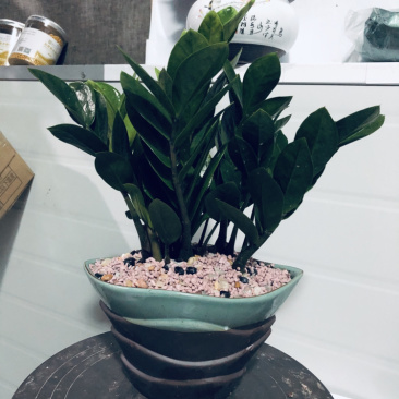 金钱树，组合，特级靓货，好好先生园艺供应