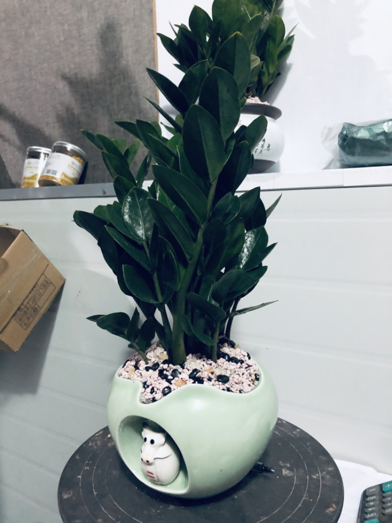 金钱树，组合，特级靓货，好好先生园艺供应